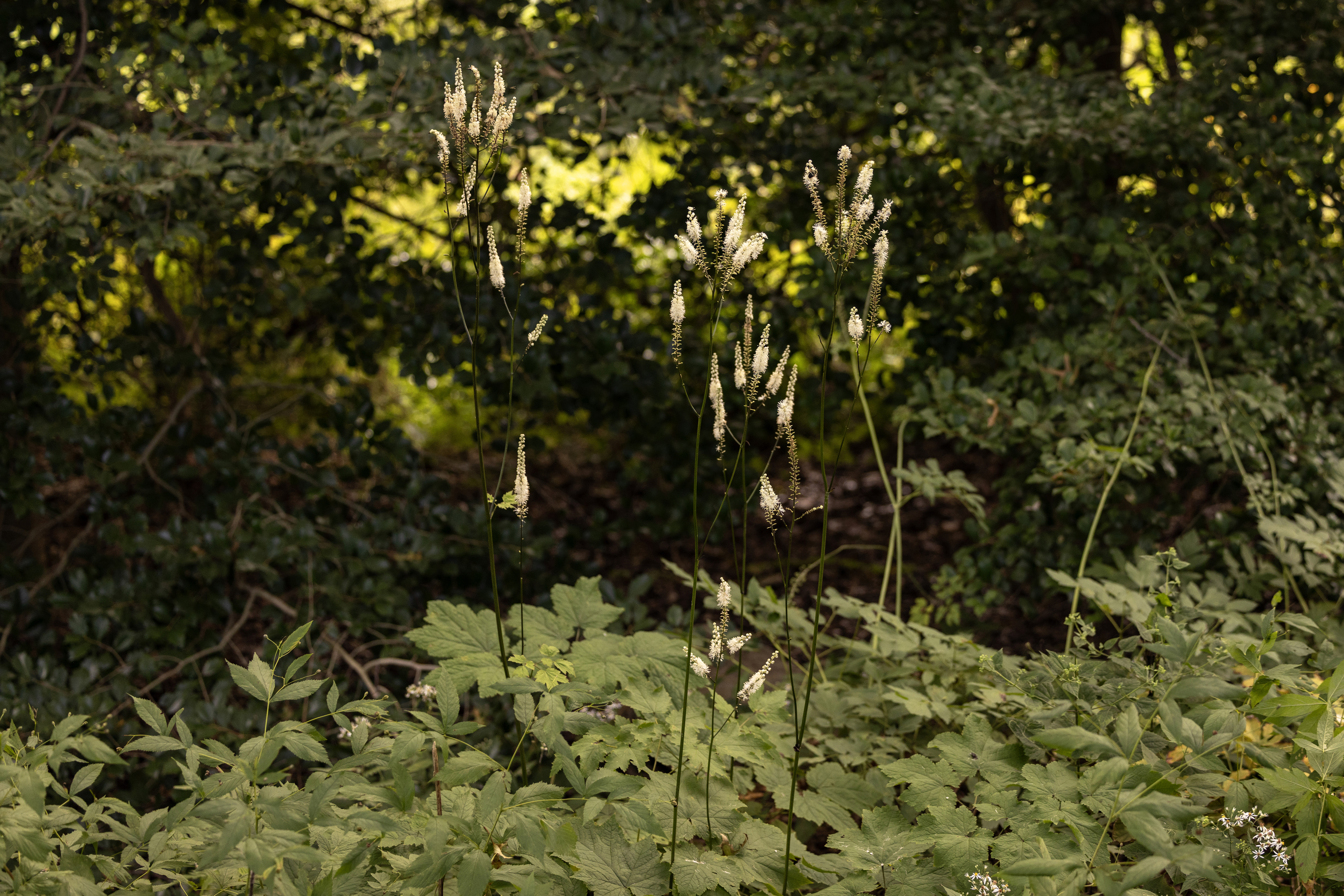 Black cohosh flowering among woodland planting